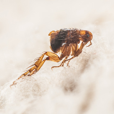 Flea & Tick Control