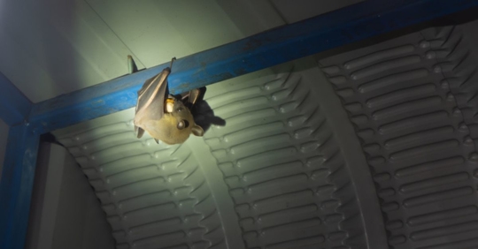 bat in home