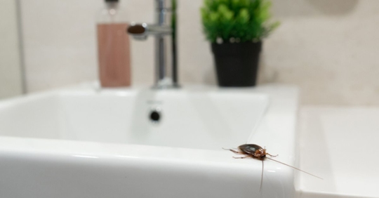 dead bug in sink