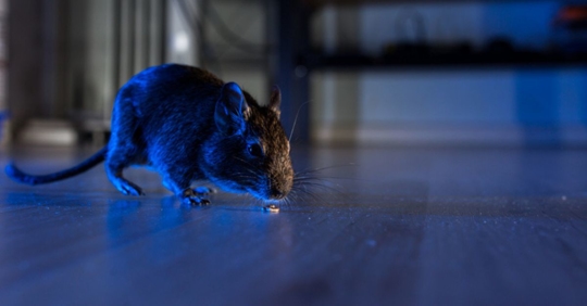 rodent in home