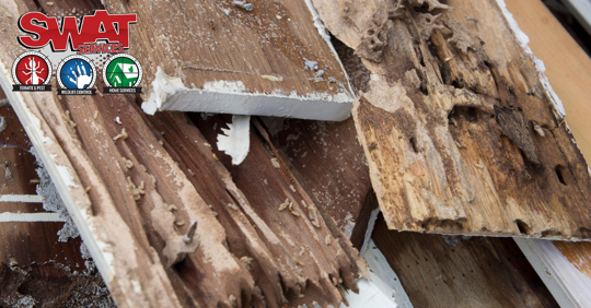 termite problem