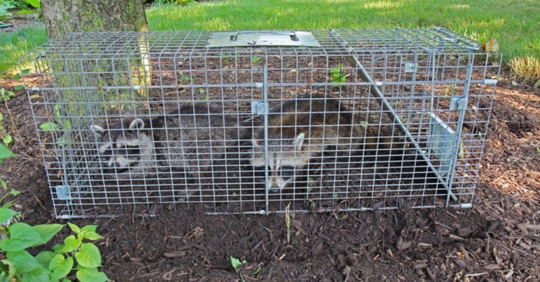raccoons in cage