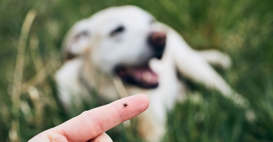 dog smiling in front of tick