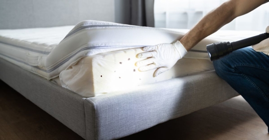 bed bug inspection