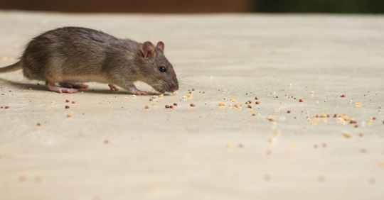 rodent in house