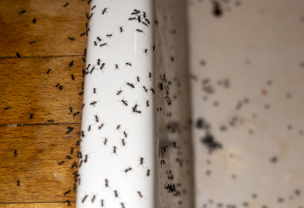 ants inside a home