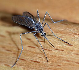 A mosquito stands on a wooden surface.