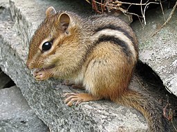 A chipmunk with black stripes sits on gray stones.