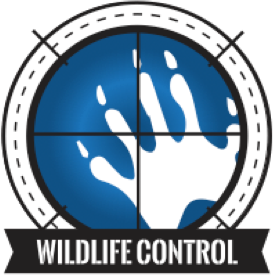 Get rid of chipmunks with SWAT Services.